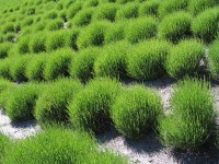 /album/plants/plants-2-jpg/